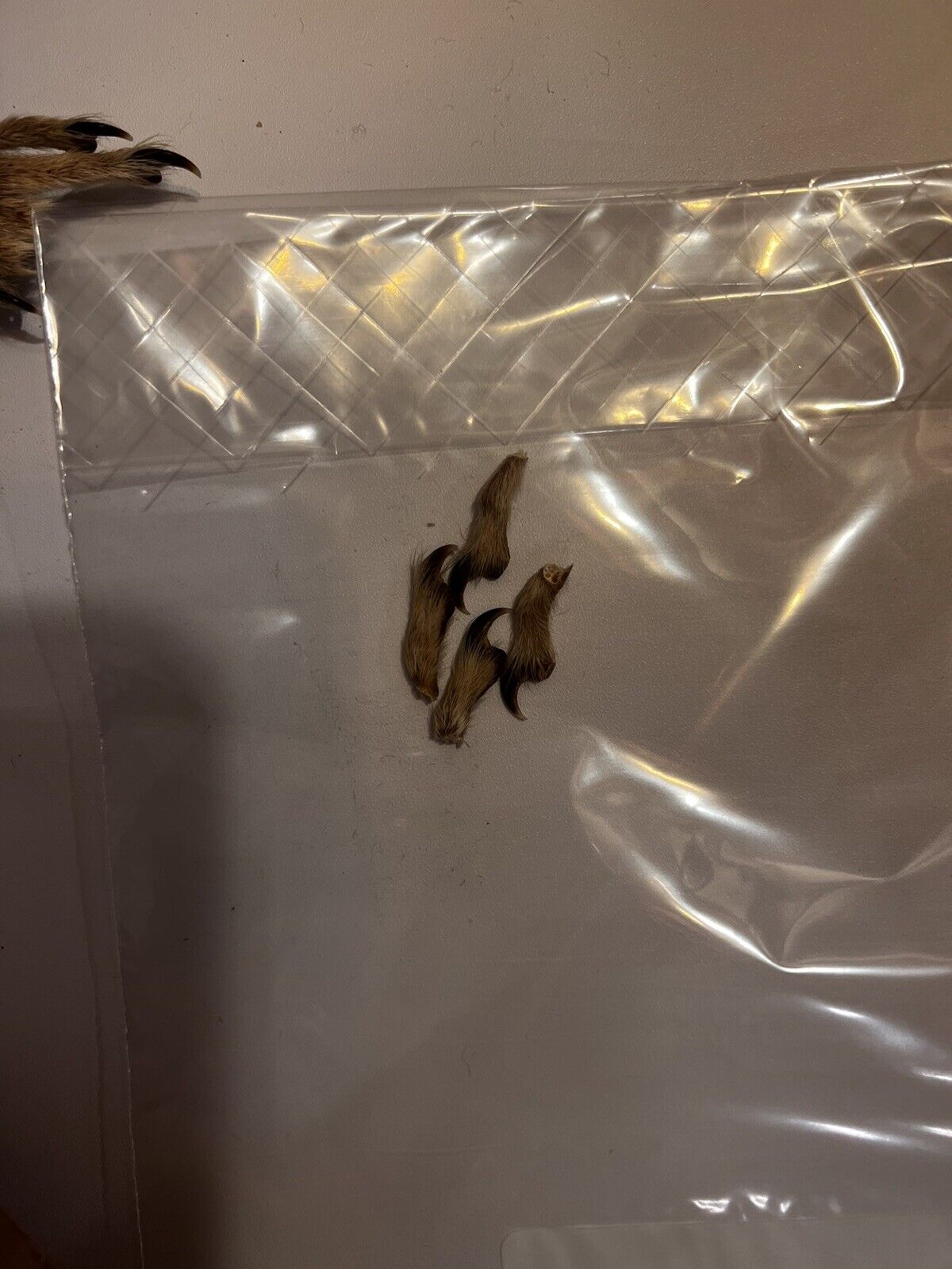 Flying Squirrel Beautiful Adorable Taxidermy Wall-Mount Wooden Base