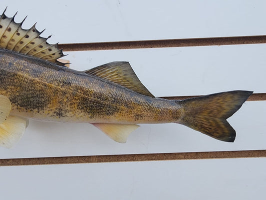 14" Sauger Real Skin Fish Taxidermy