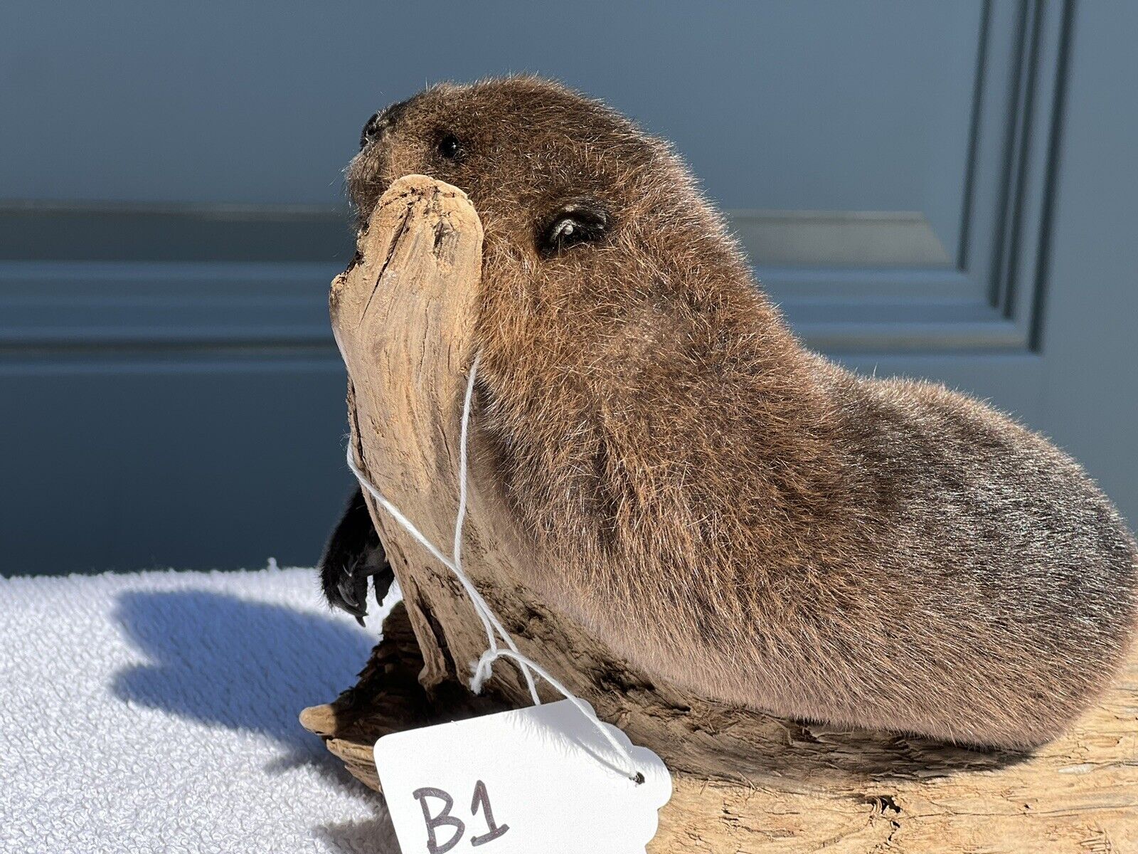 Museum Quality Beautiful Adorable Fatty Beaver Kit Taxidermy Mount Art Wildlife