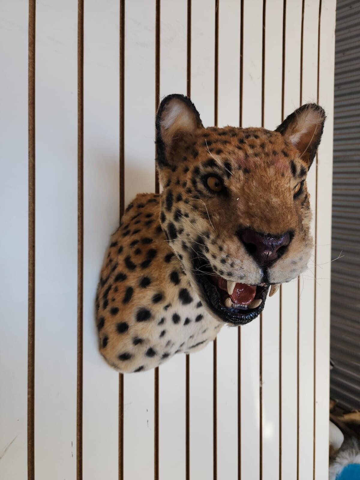 Reproduction Jaguar Shoulder Mount Taxidermy