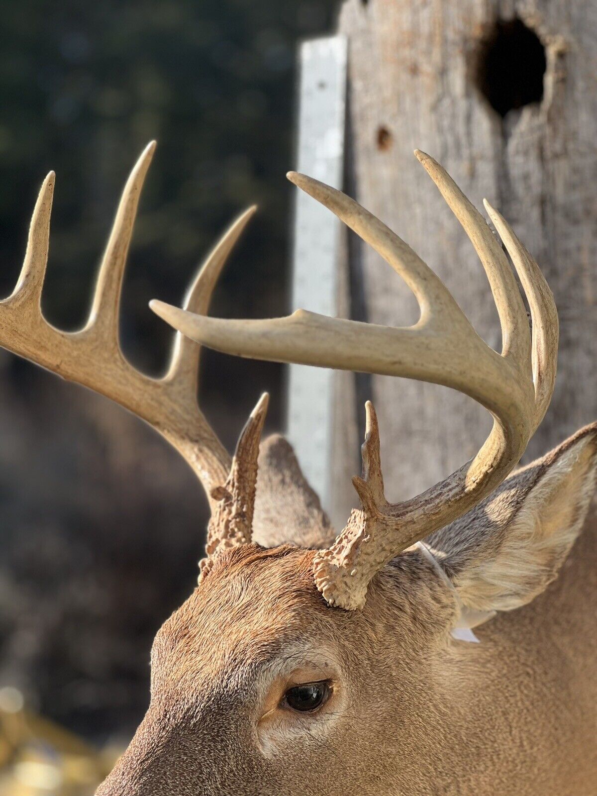 Shoulder Mount   White Tail Deer Real  Antler  Taxidermy Wall Mount