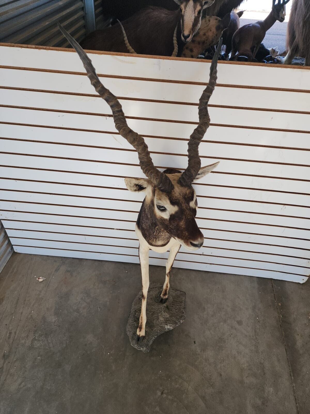 Indian Black Buck Half Body Taxidermy Mount