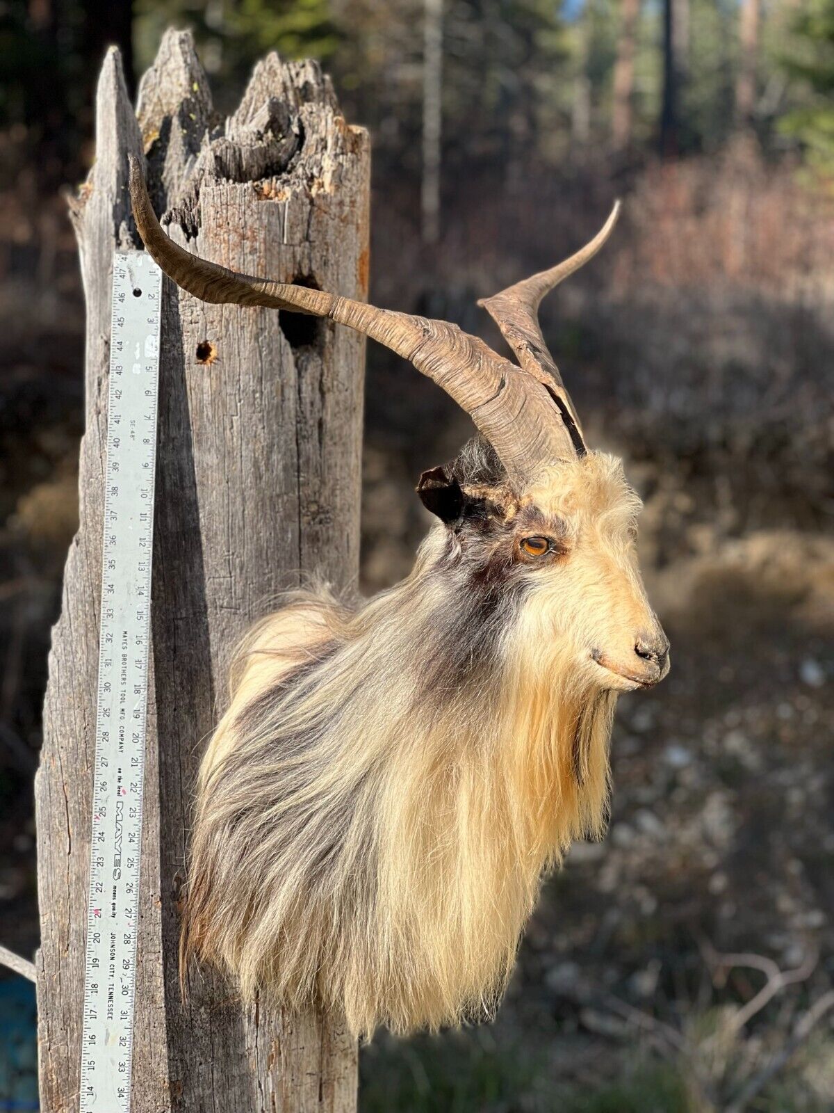 Angora Cross Goat Shoulder Mount Taxidermy