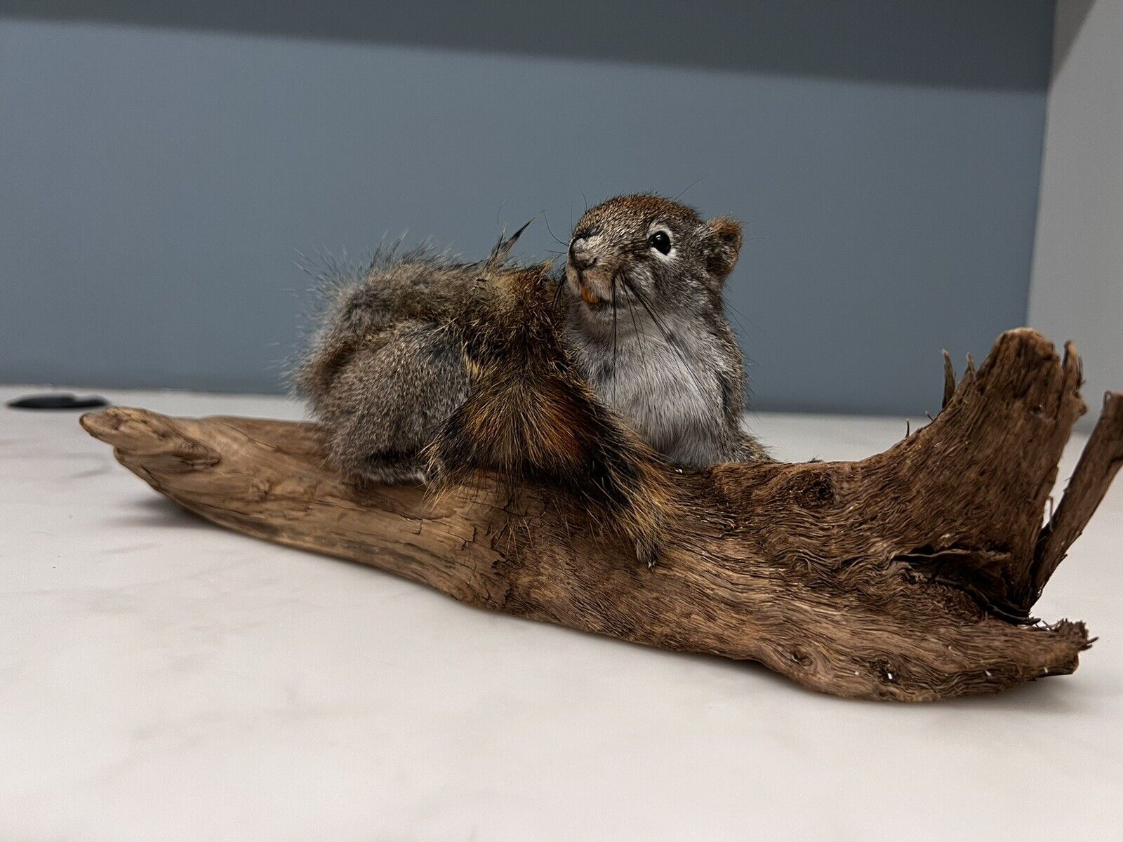 Red Squirrel Beautiful Adorable Taxidermy Mount Wooden Base