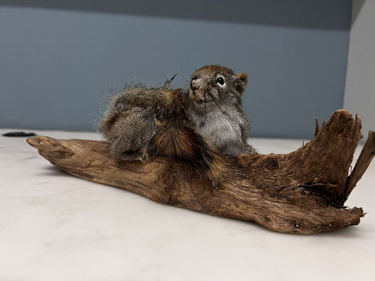 Red Squirrel Beautiful Adorable Taxidermy Mount Wooden Base
