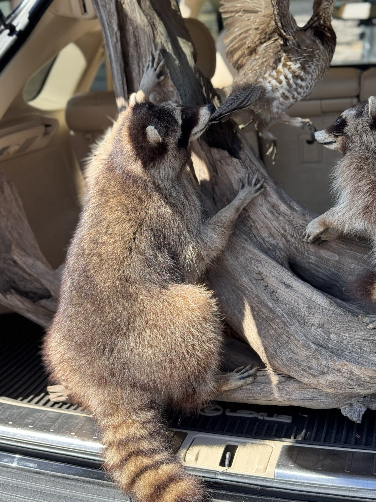 Two Raccoon Full Body Taxidermy Wall Mount  /  Long Fluffy Fur on  Wooden Log