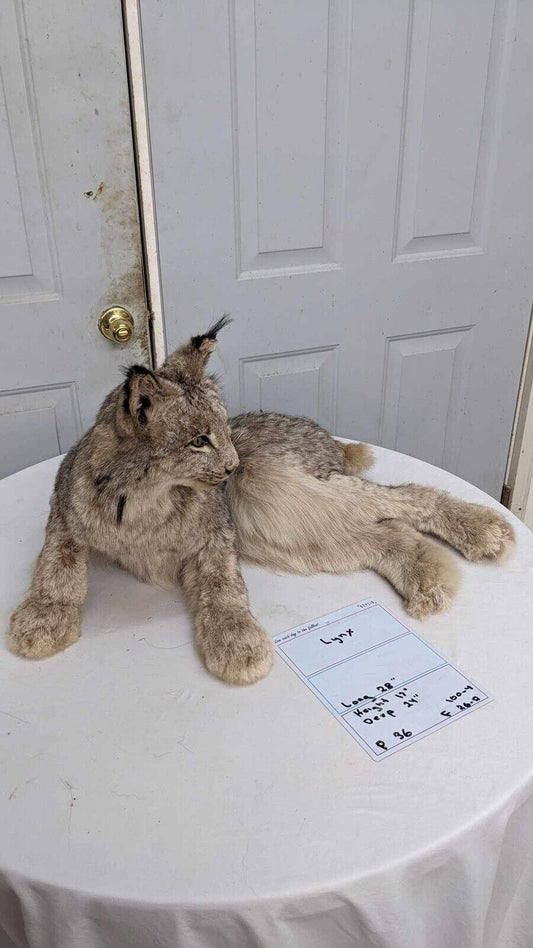 Alaskan lynx Full Body Mount Taxidermy