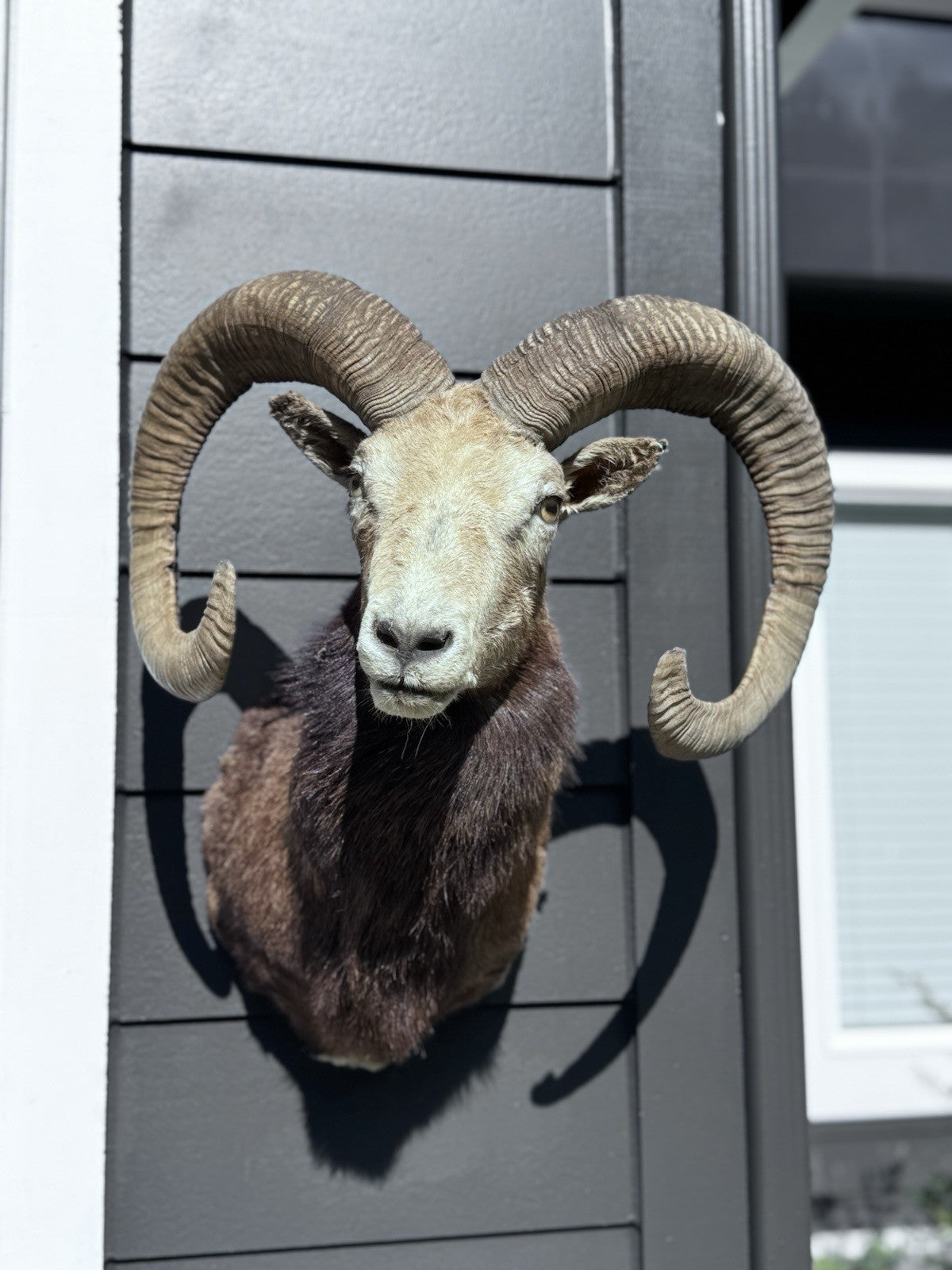 Mouflon sheep taxidermy mount