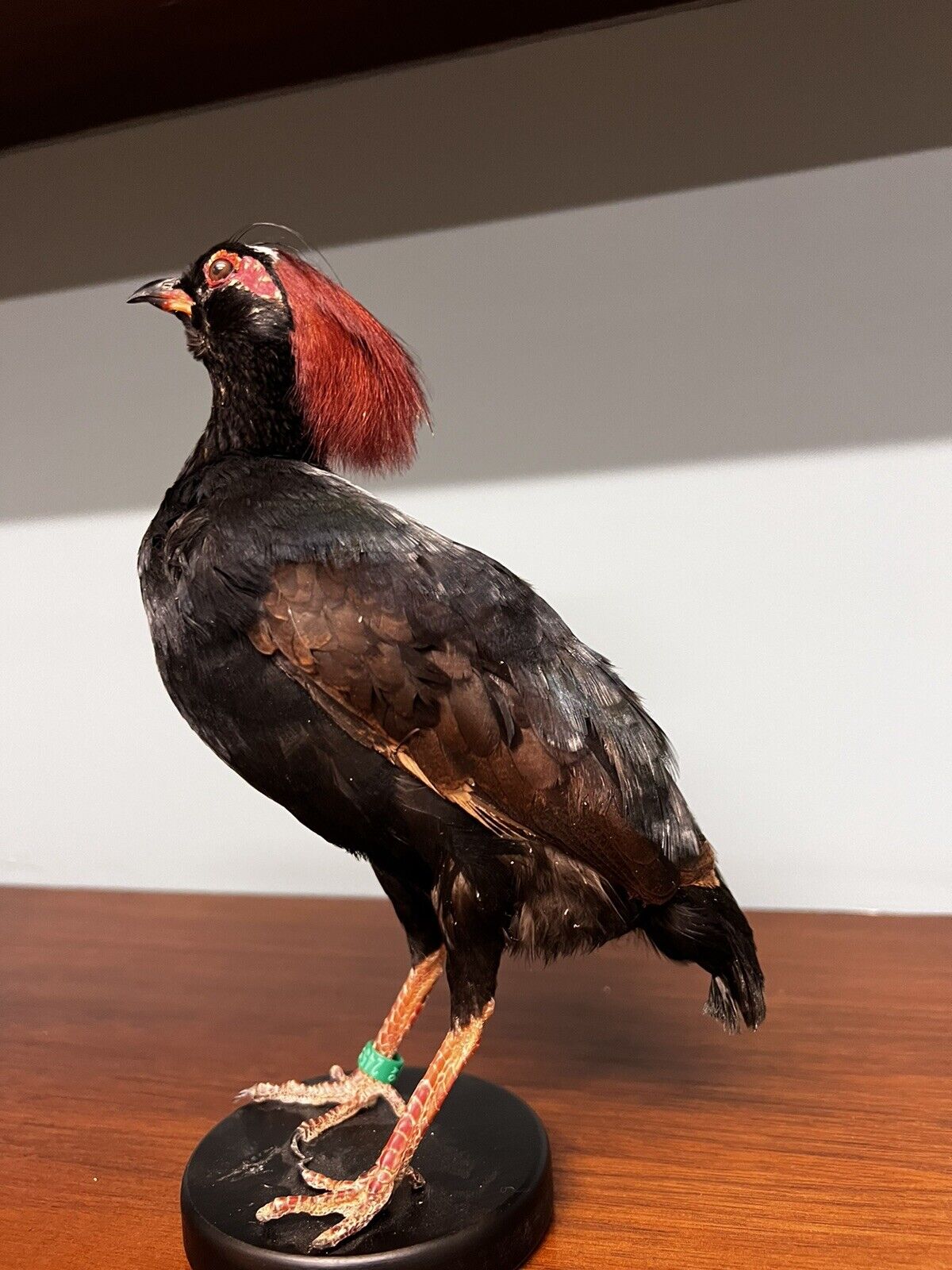Real taxidermy crested partridge/roul-roul male