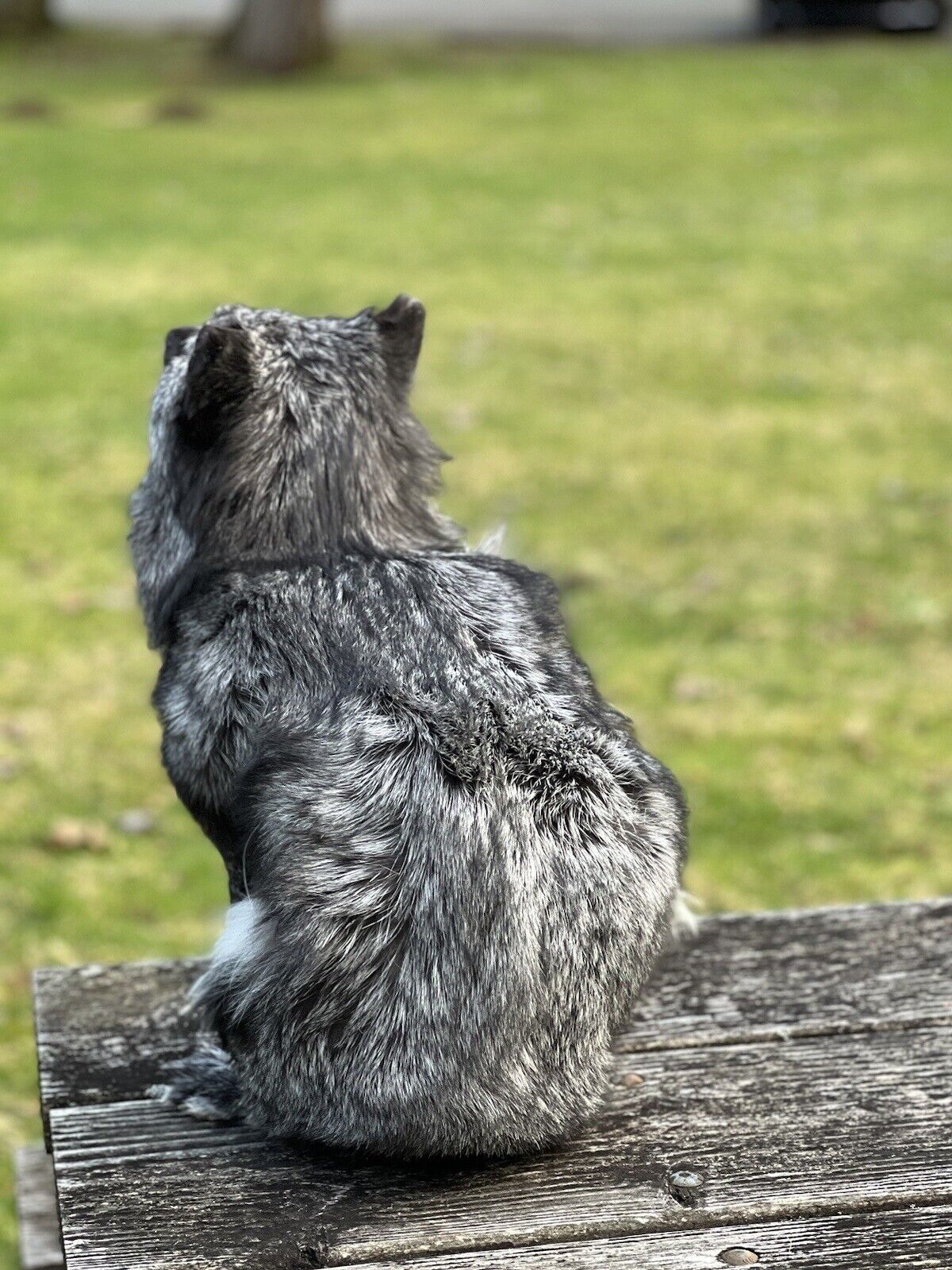 Gray  Fox Life Size Taxidermy Mount