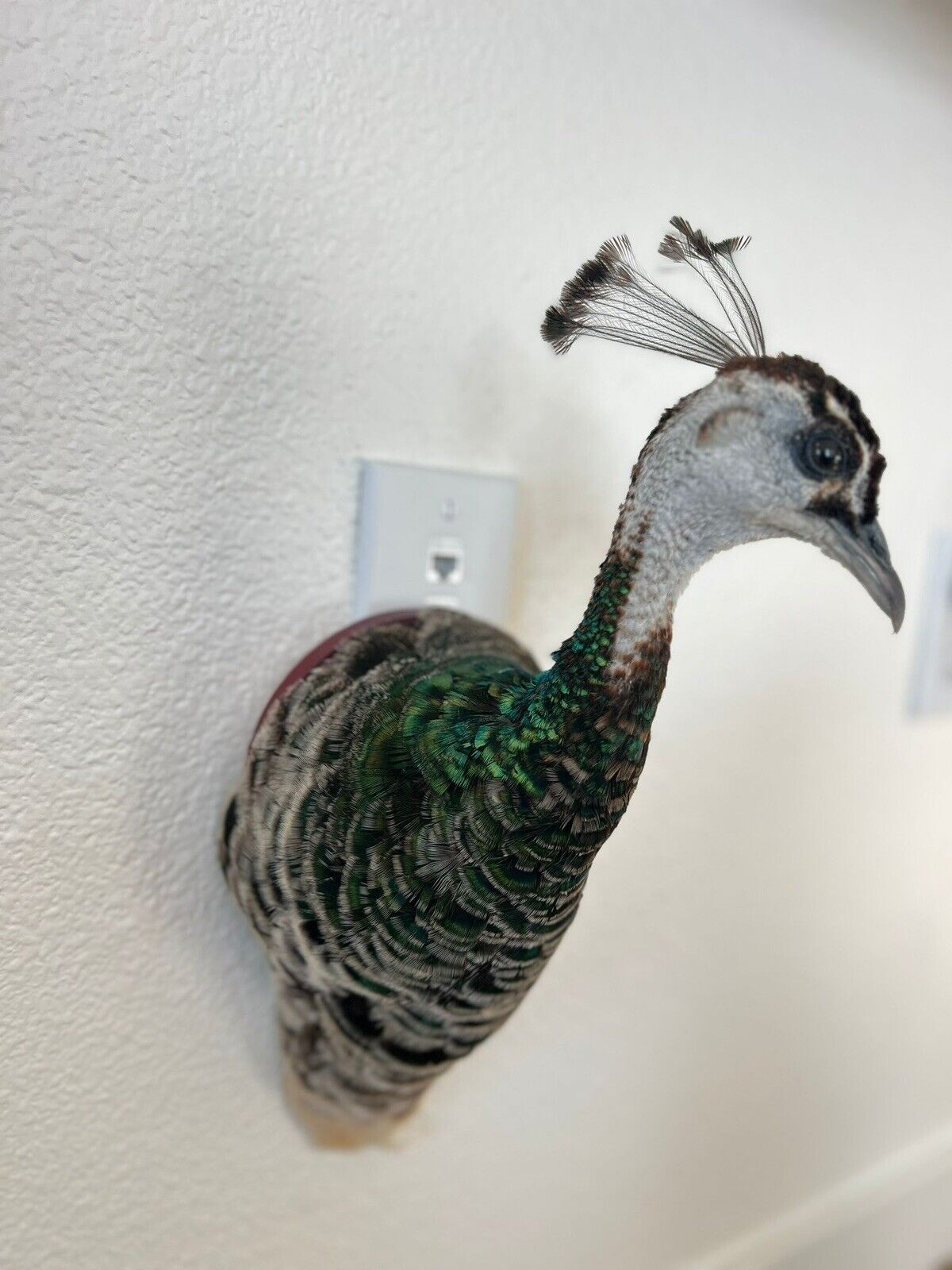 Museum quality FEMALE PEACOCK  Shoulder Taxidermy WALL-Mount