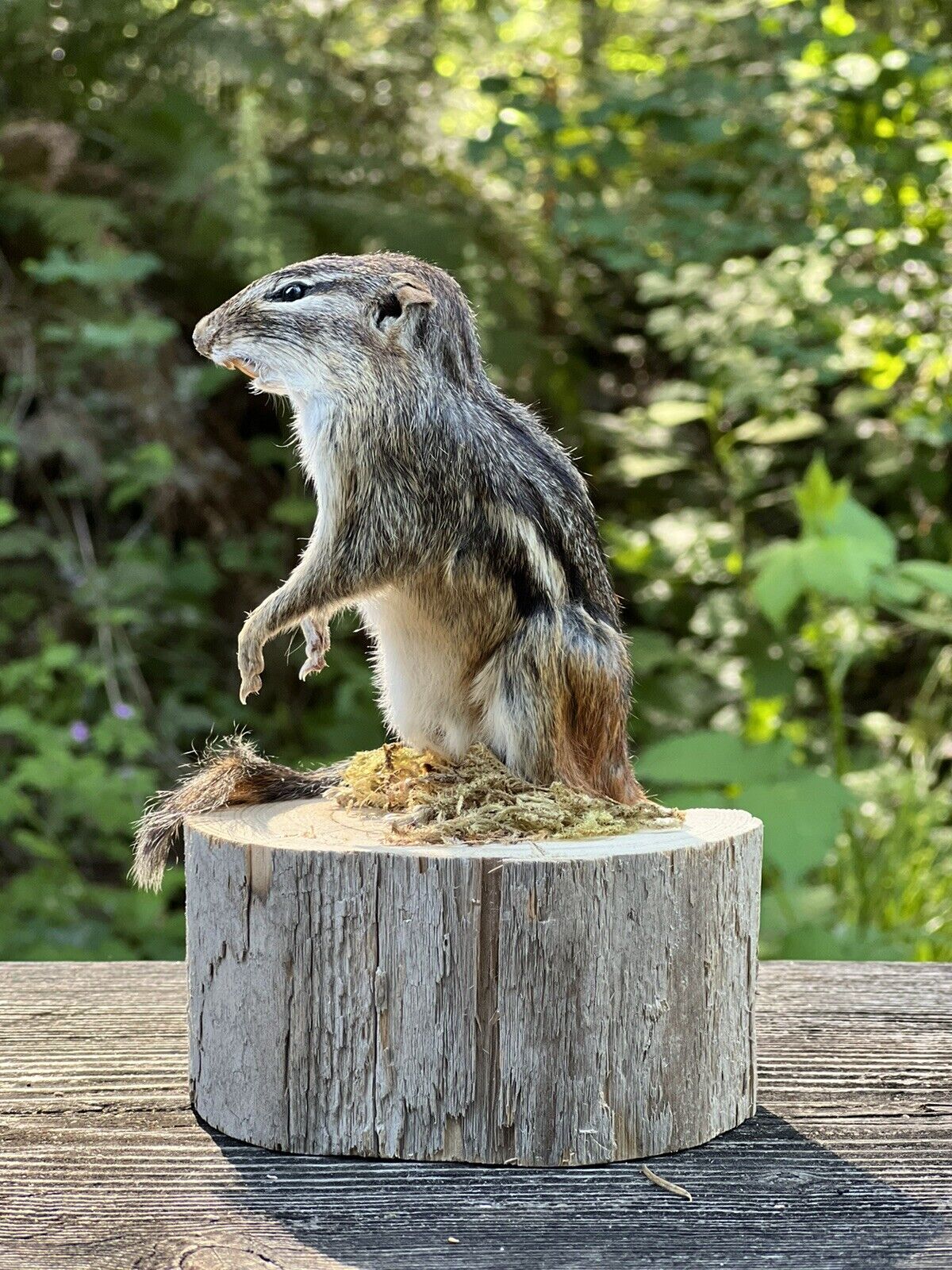 New Beautiful Chipmunk Taxidermy Mount