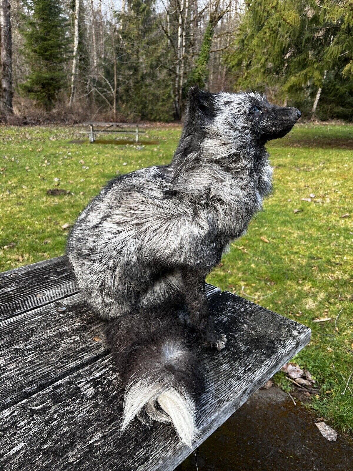 Gray  Fox Life Size Taxidermy Mount