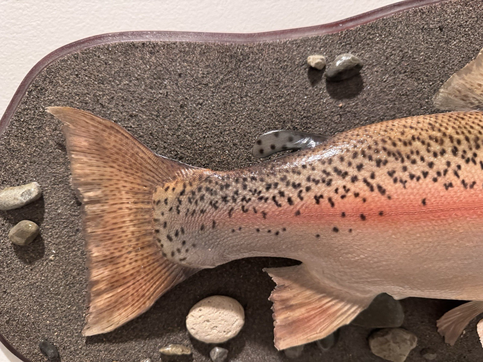 26" Rainbow Trout Fish Taxidermy Wall Mount