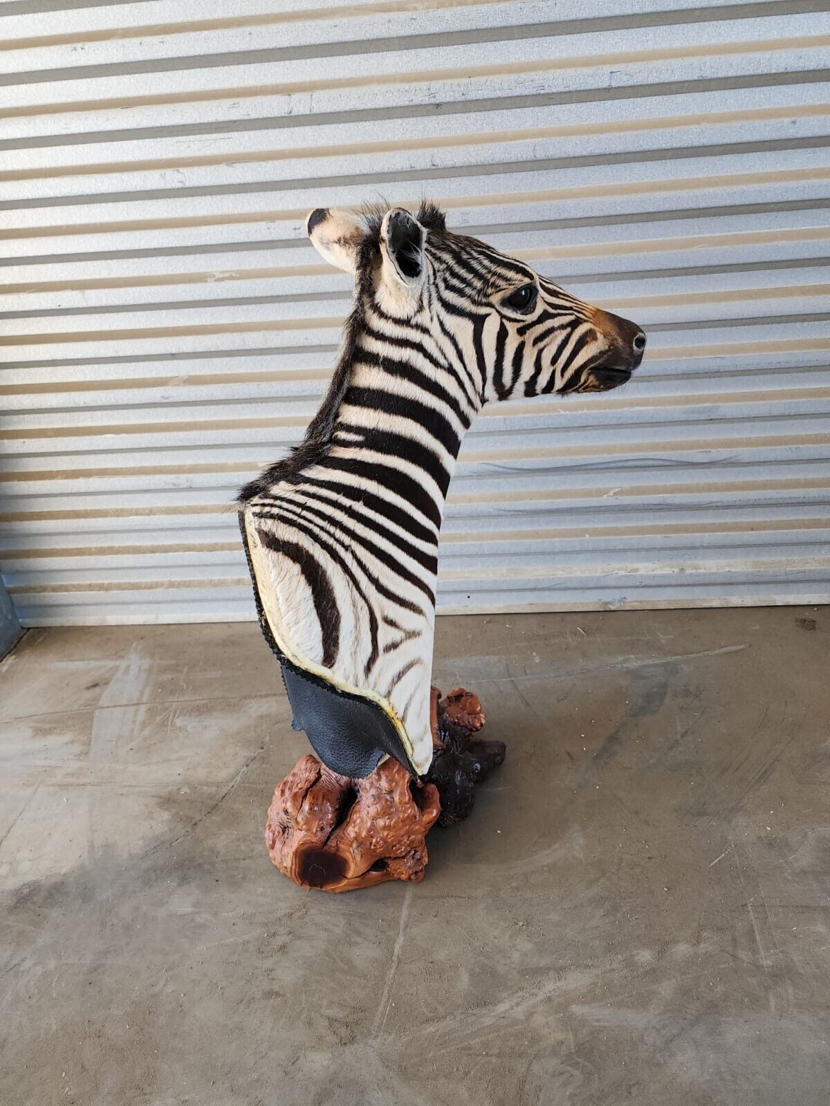 BURCHELL AFRICAN TROPHY BABY ZEBRA SHOULDER MOUNT | TAXIDERMY ON PEDESTAL MOUNT