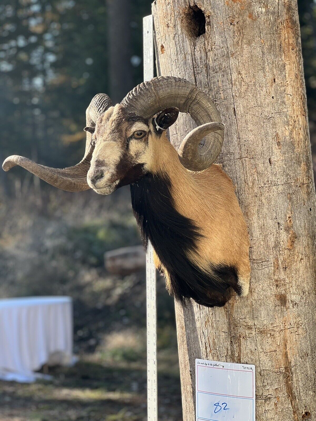 Corcican Ram Sheep Shoulder Mount Taxidermy