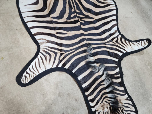 Zebra Skin/Zebra Taxidermy Hide Rug  Burchell's Black Felted
