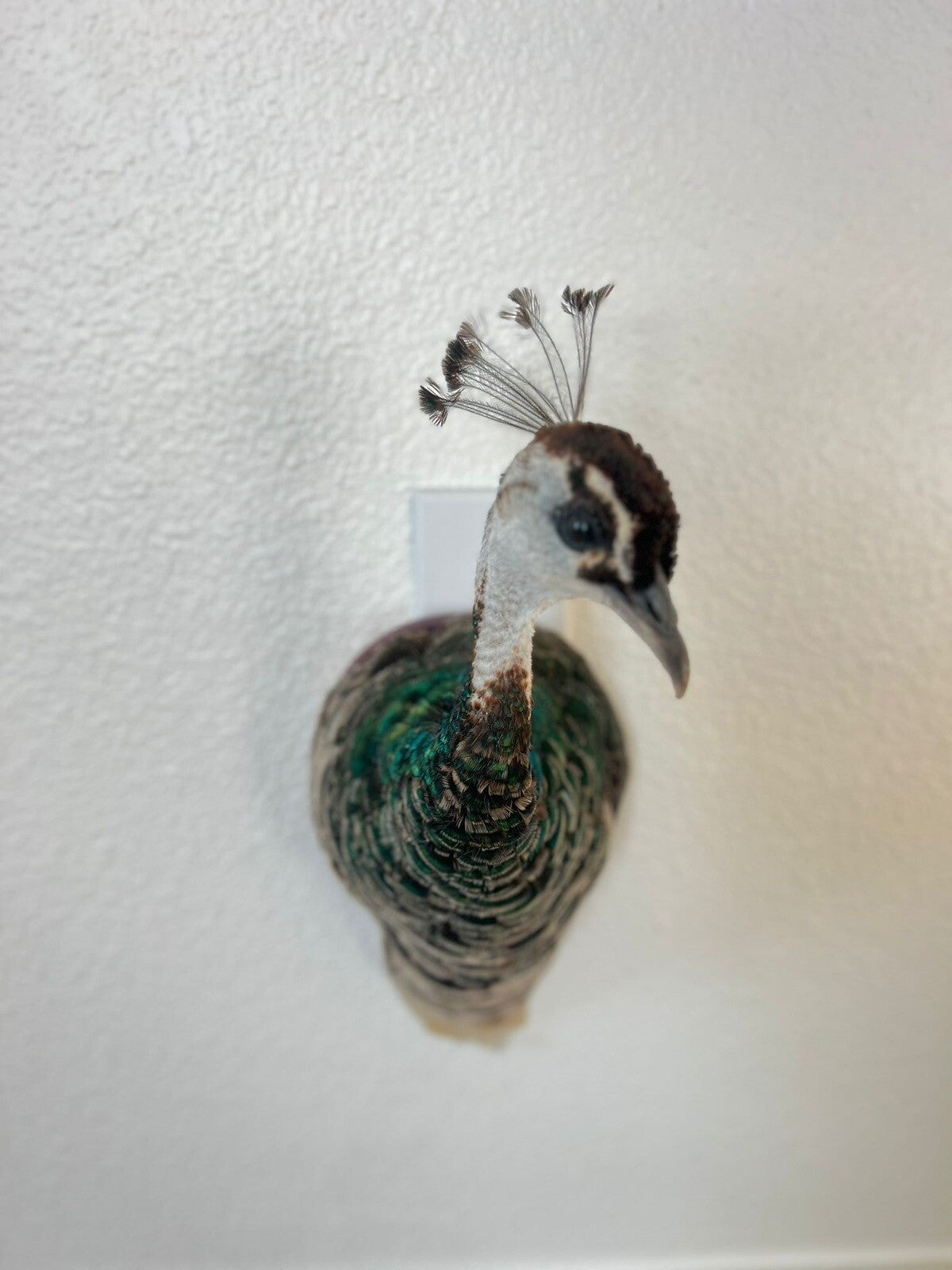 Museum quality FEMALE PEACOCK  Shoulder Taxidermy WALL-Mount