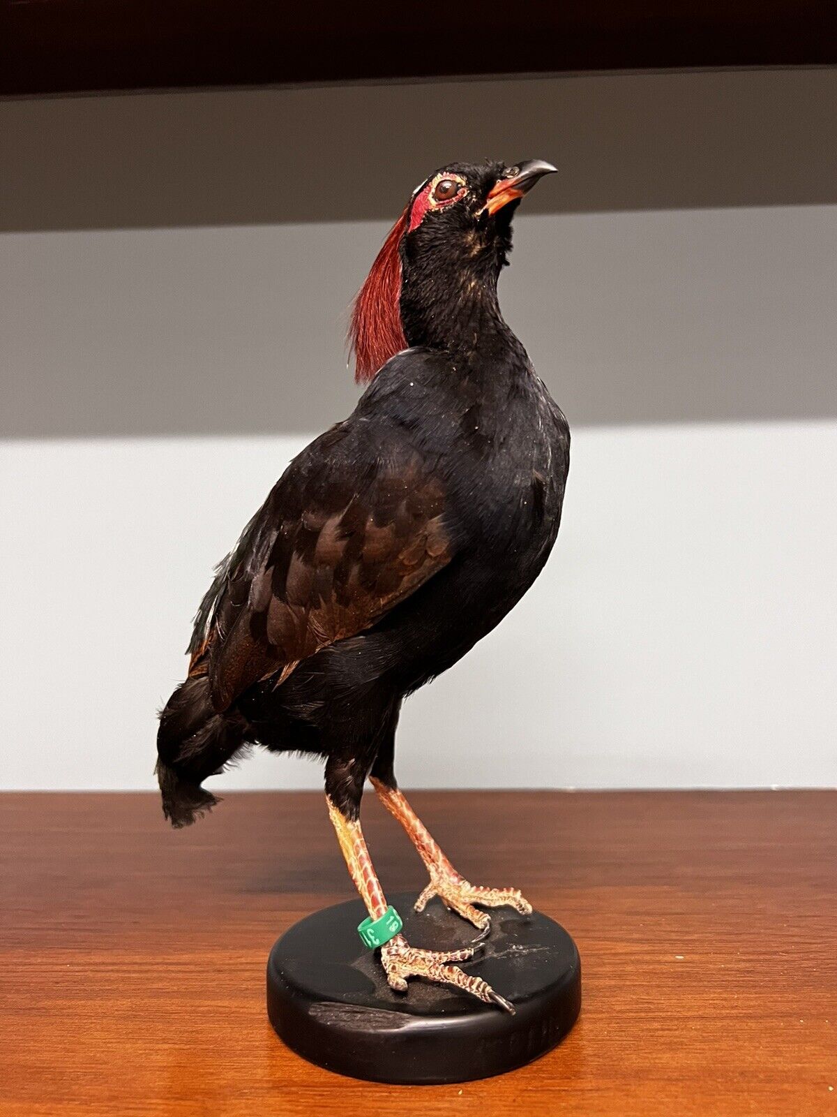 Real taxidermy crested partridge/roul-roul male