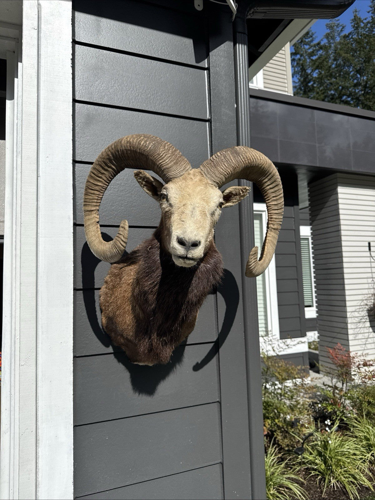 Mouflon sheep taxidermy mount