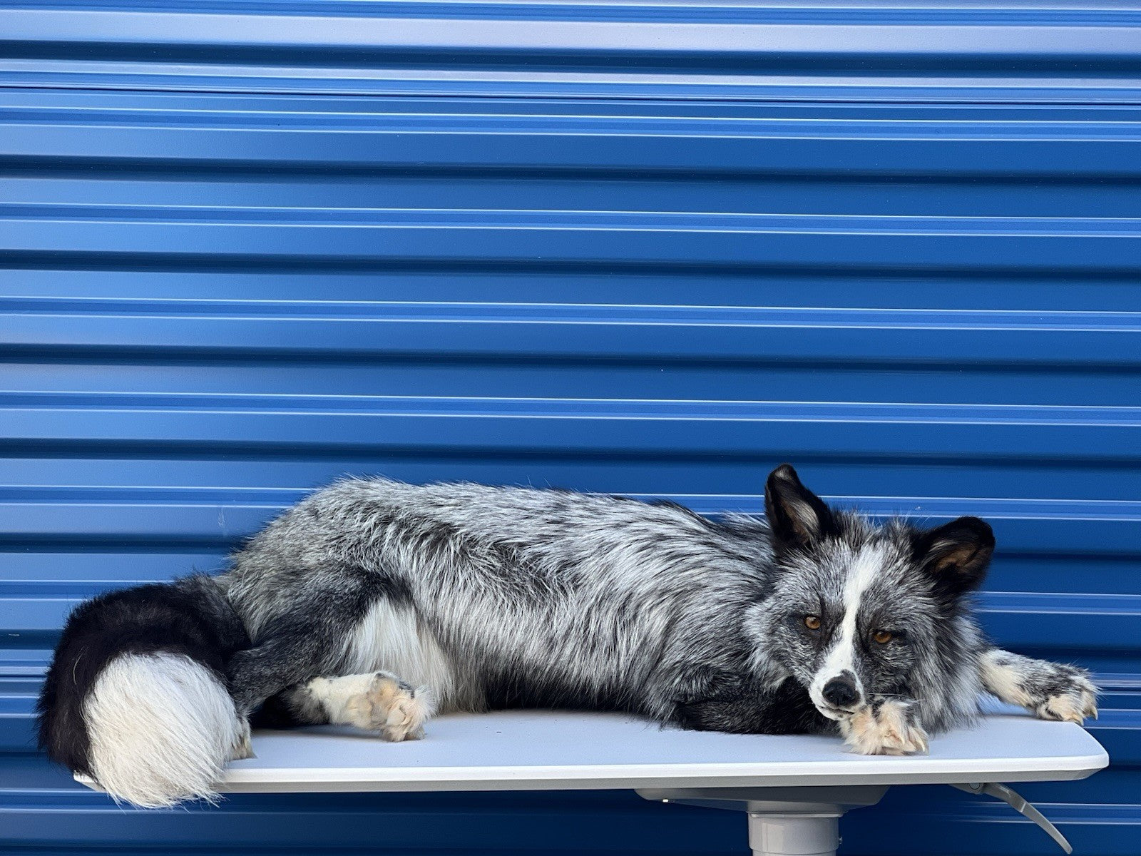 Beautiful Darker Silver Fox Softmount  Taxidermy