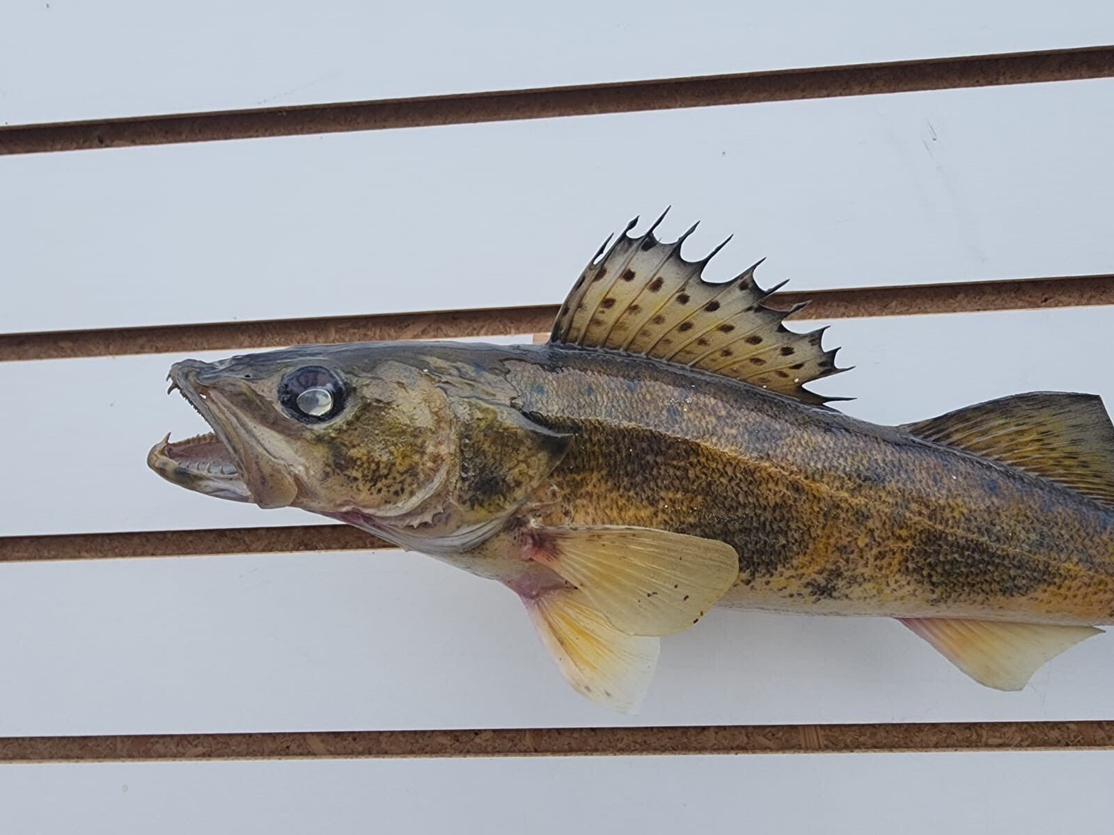 14" Sauger Real Skin Fish Taxidermy