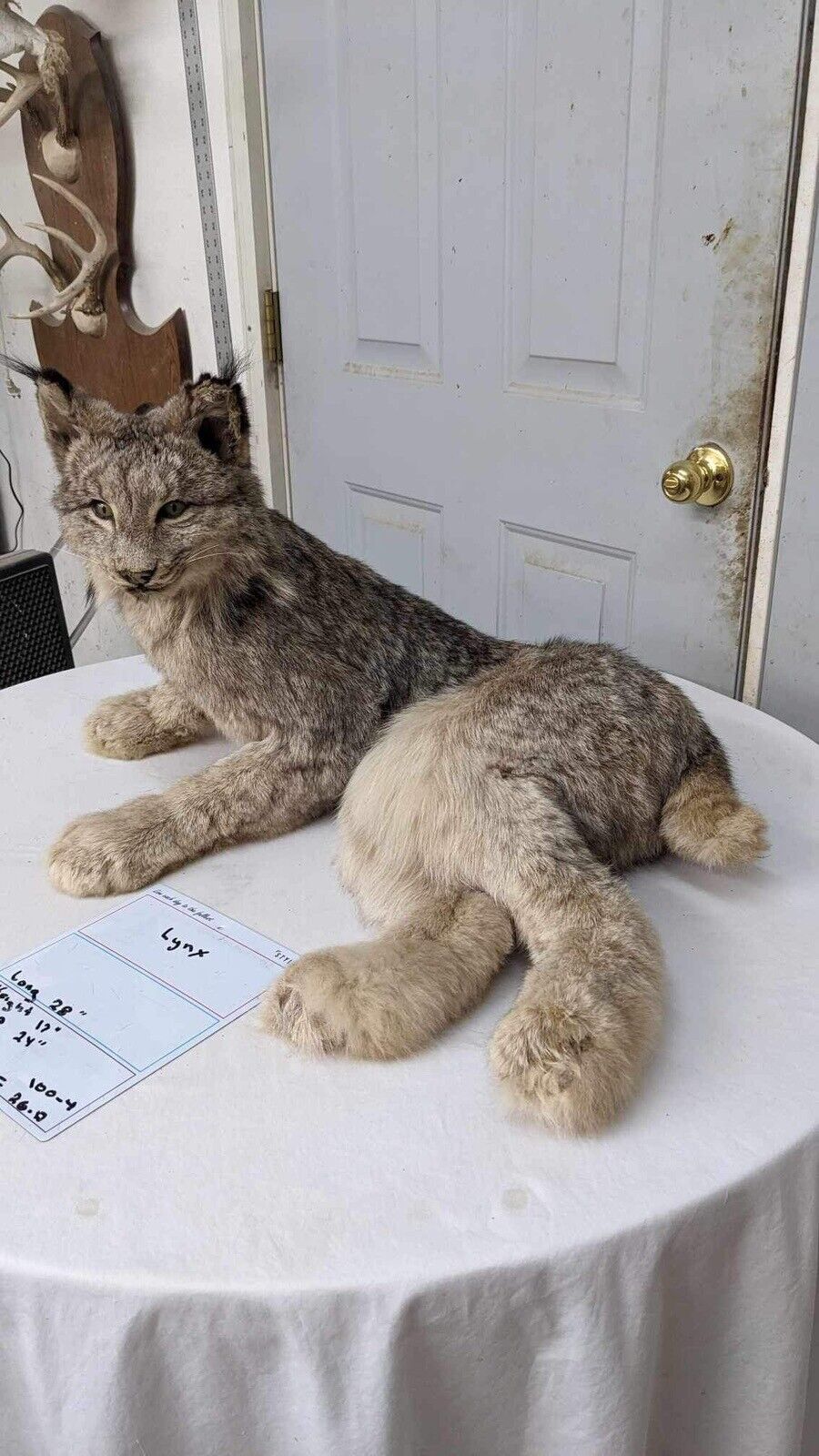 Alaskan lynx Full Body Mount Taxidermy