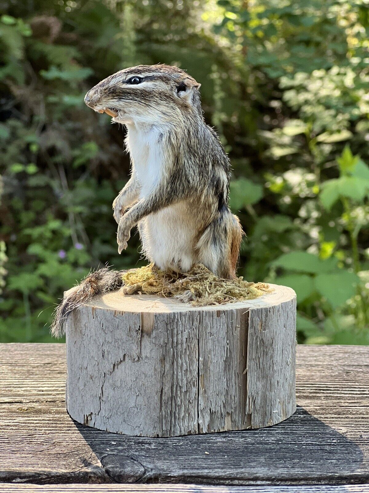 New Beautiful Chipmunk Taxidermy Mount