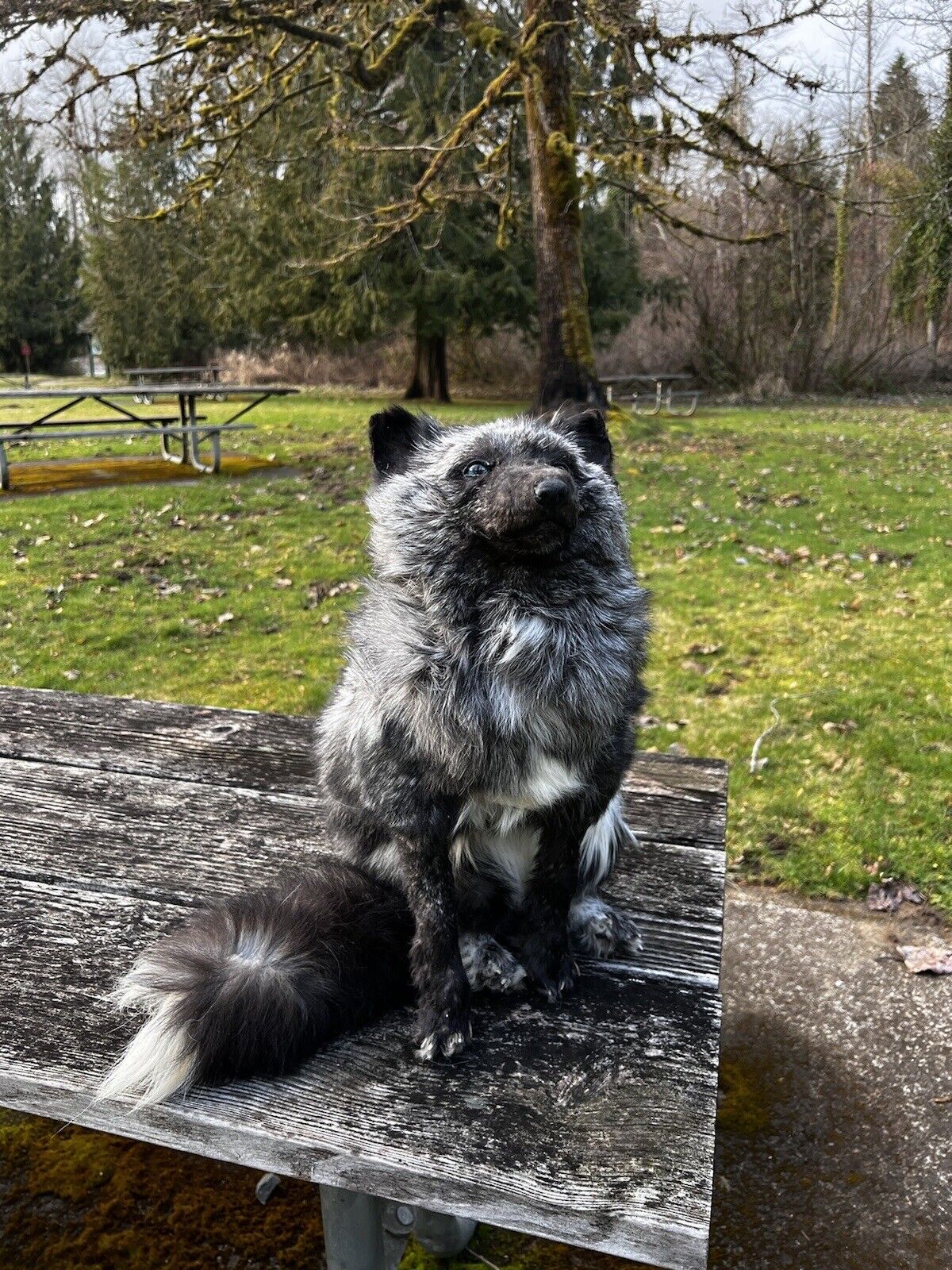 Gray  Fox Life Size Taxidermy Mount