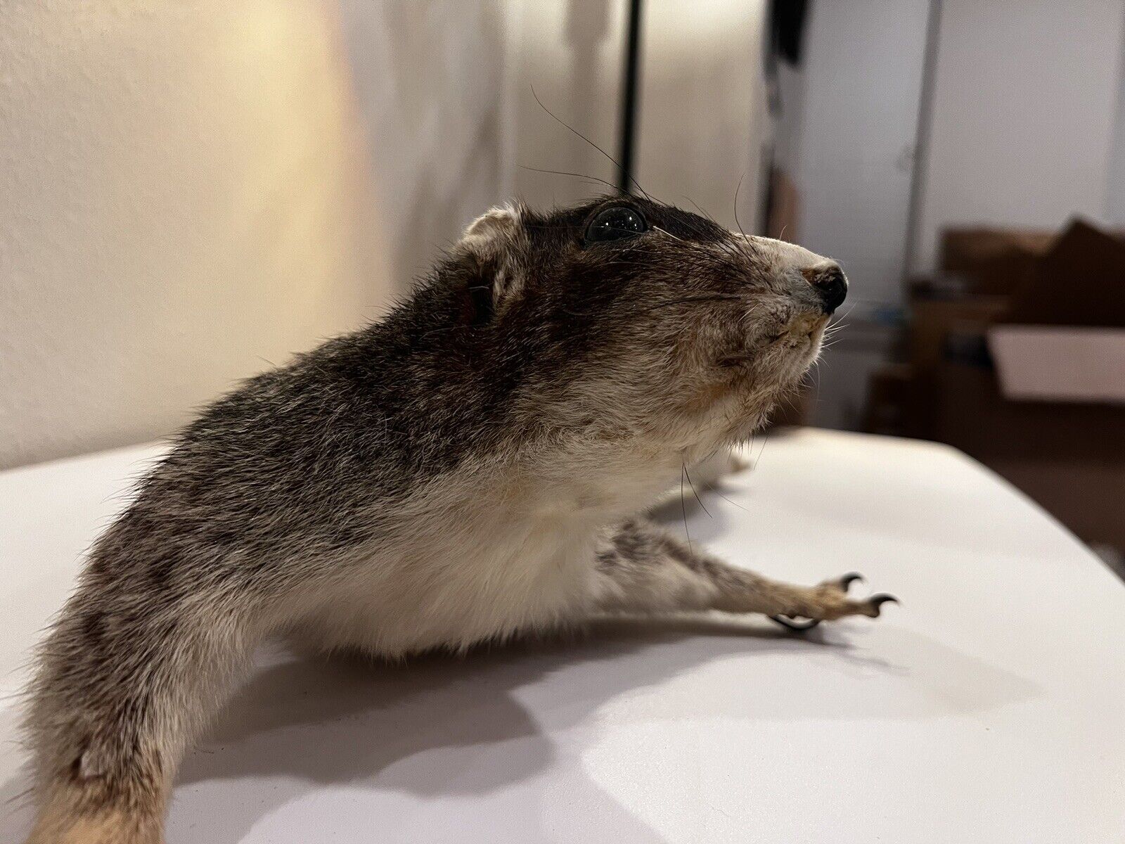 Flying Squirrel Beautiful Adorable Taxidermy Wall-Mount Wooden Base