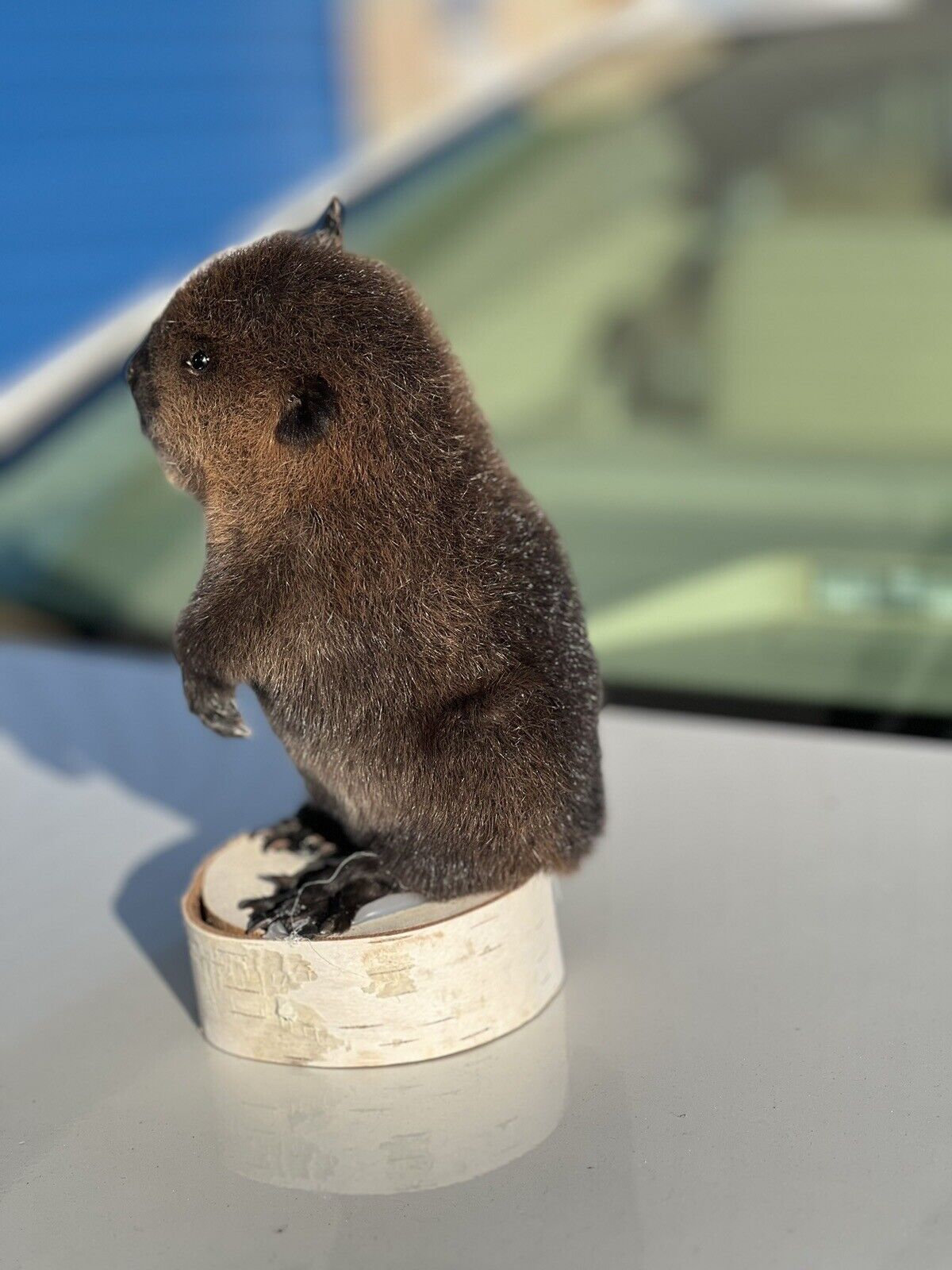 Museum Quality Beautiful Adorable Fatty Beaver Kit Taxidermy Mount Art Wildlife