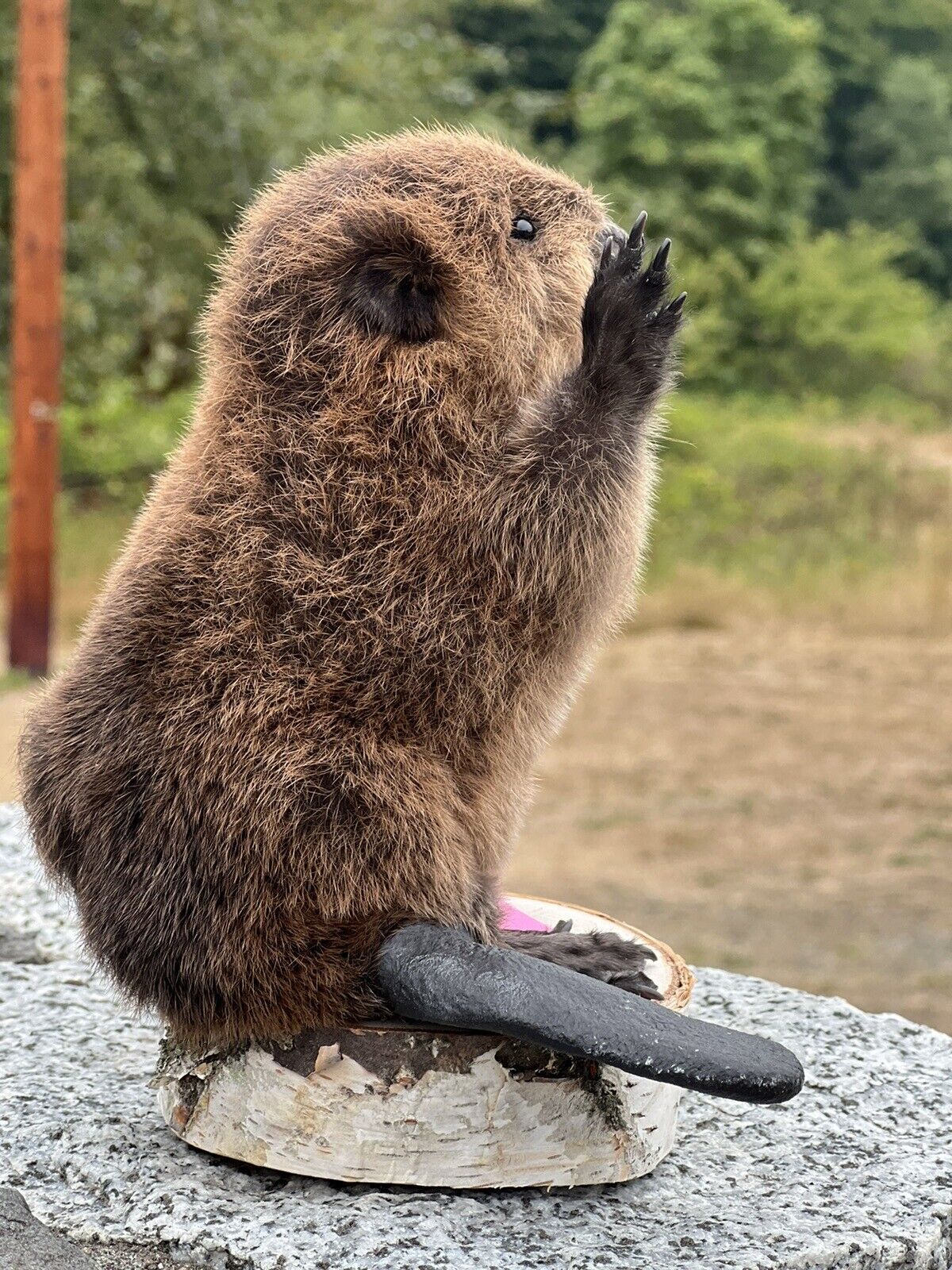Museum Quality Beautiful Adorable Fatty Beaver Kit Taxidermy Mount Art Wildlife