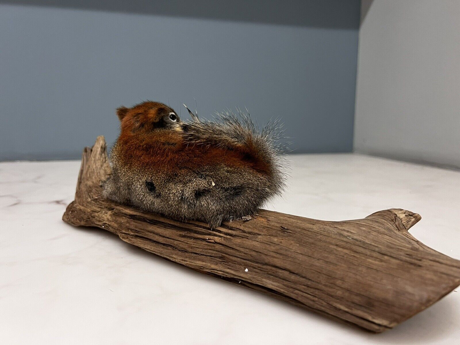 Red Squirrel Beautiful Adorable Taxidermy Mount Wooden Base