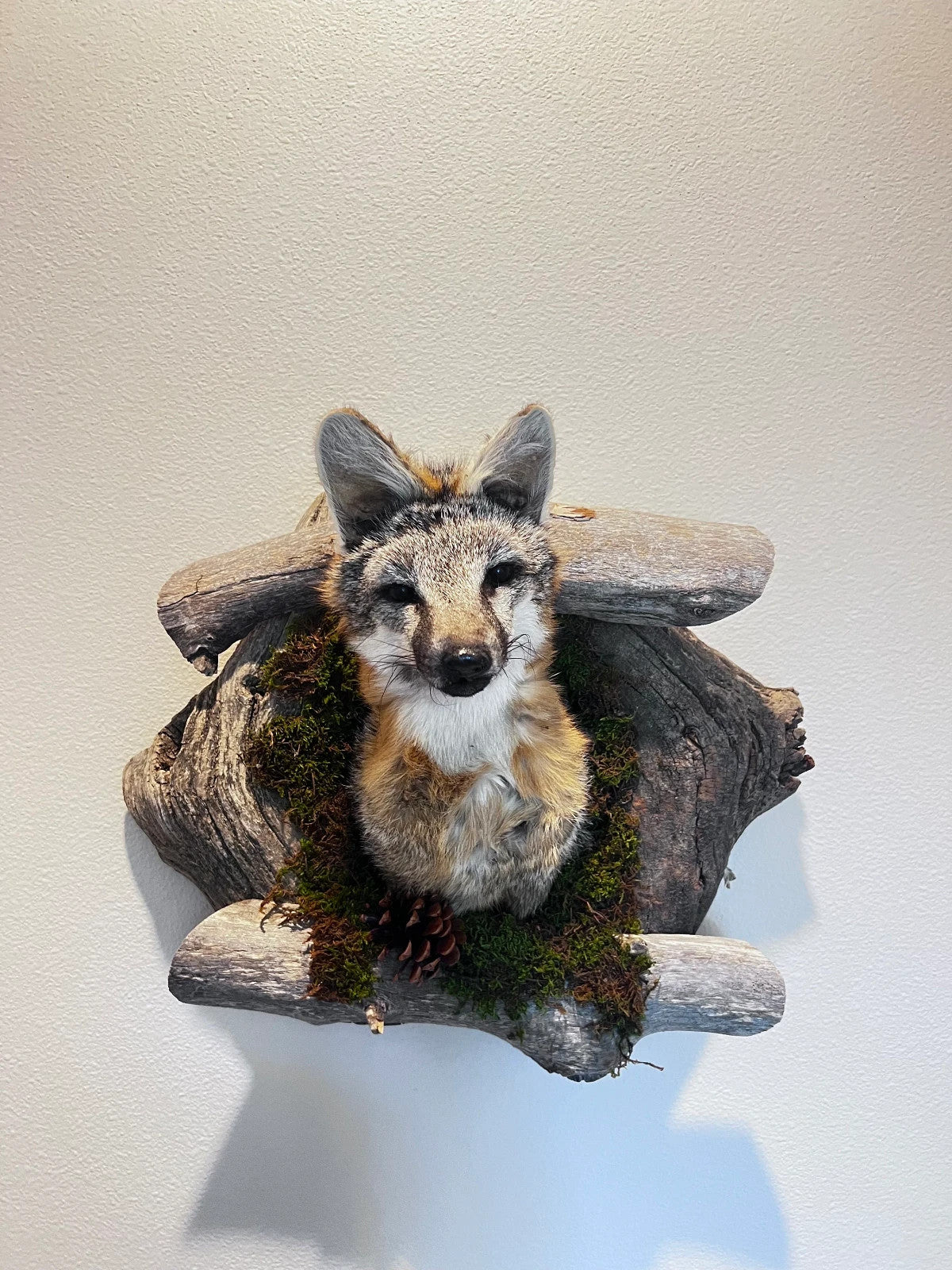 Beautiful Grey Fox Taxidermy Wall Mount In Den