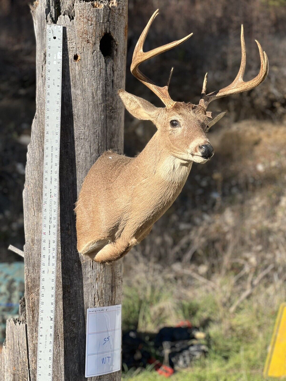 Shoulder Mount   White Tail Deer Real  Antler  Taxidermy Wall Mount