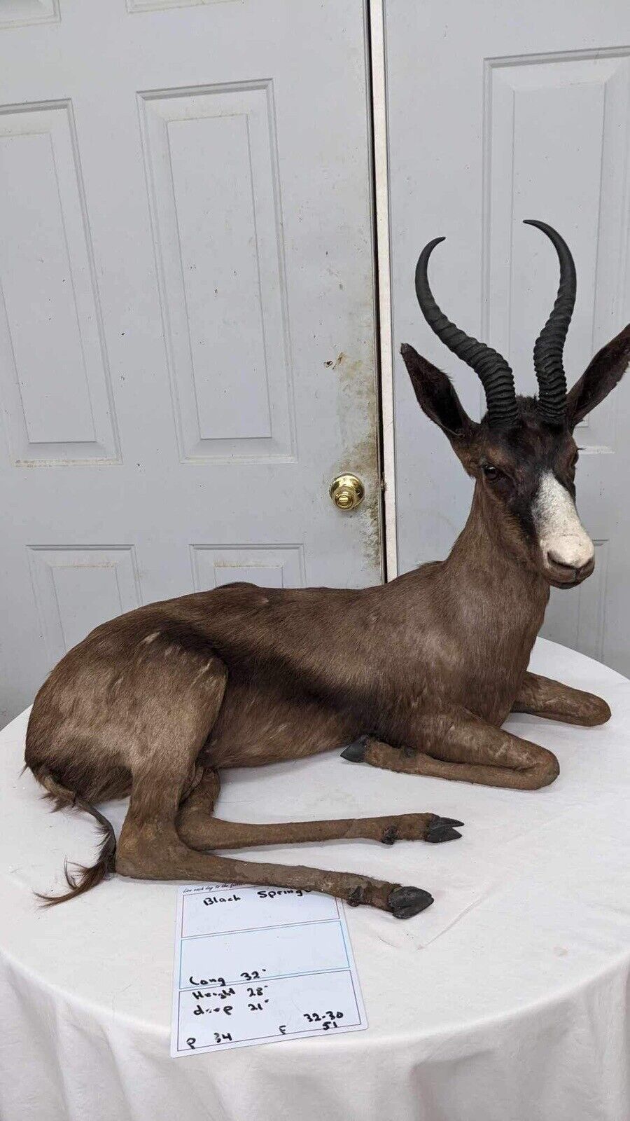 Black springbok Taxidermy Full Body Mount