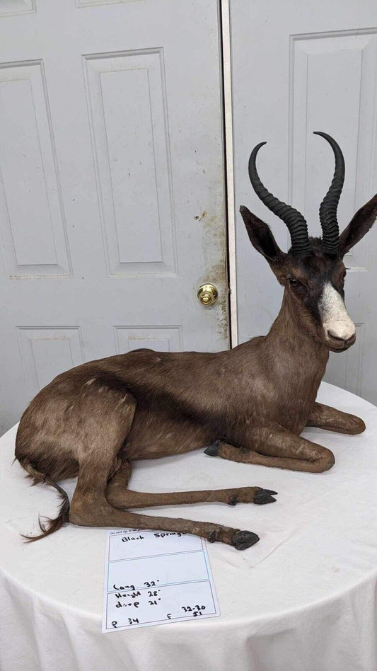 Black springbok Taxidermy Full Body Mount