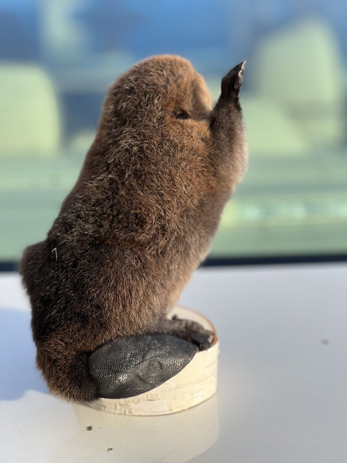 Museum Quality Beautiful Adorable Fatty Beaver Kit Taxidermy Mount Art Wildlife
