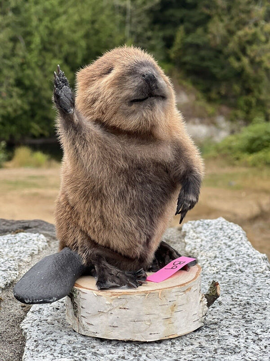 Museum Quality Beautiful Adorable Fatty Beaver Kit Taxidermy Mount Art Wildlife