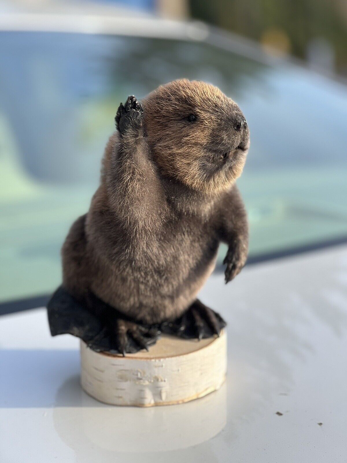 Museum Quality Beautiful Adorable Fatty Beaver Kit Taxidermy Mount Art Wildlife