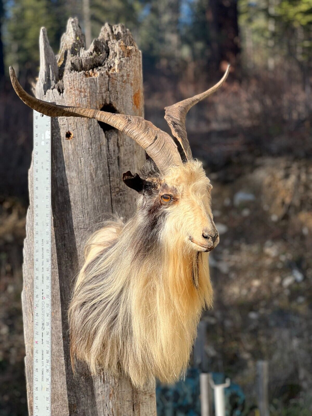 Angora Cross Goat Shoulder Mount Taxidermy