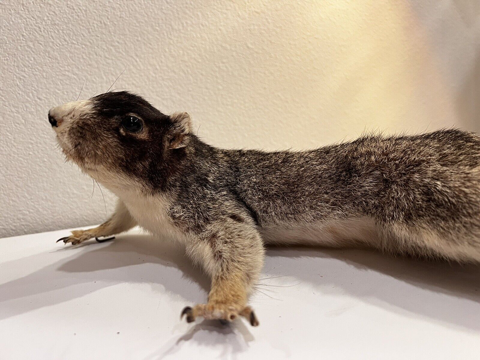 Flying Squirrel Beautiful Adorable Taxidermy Wall-Mount Wooden Base