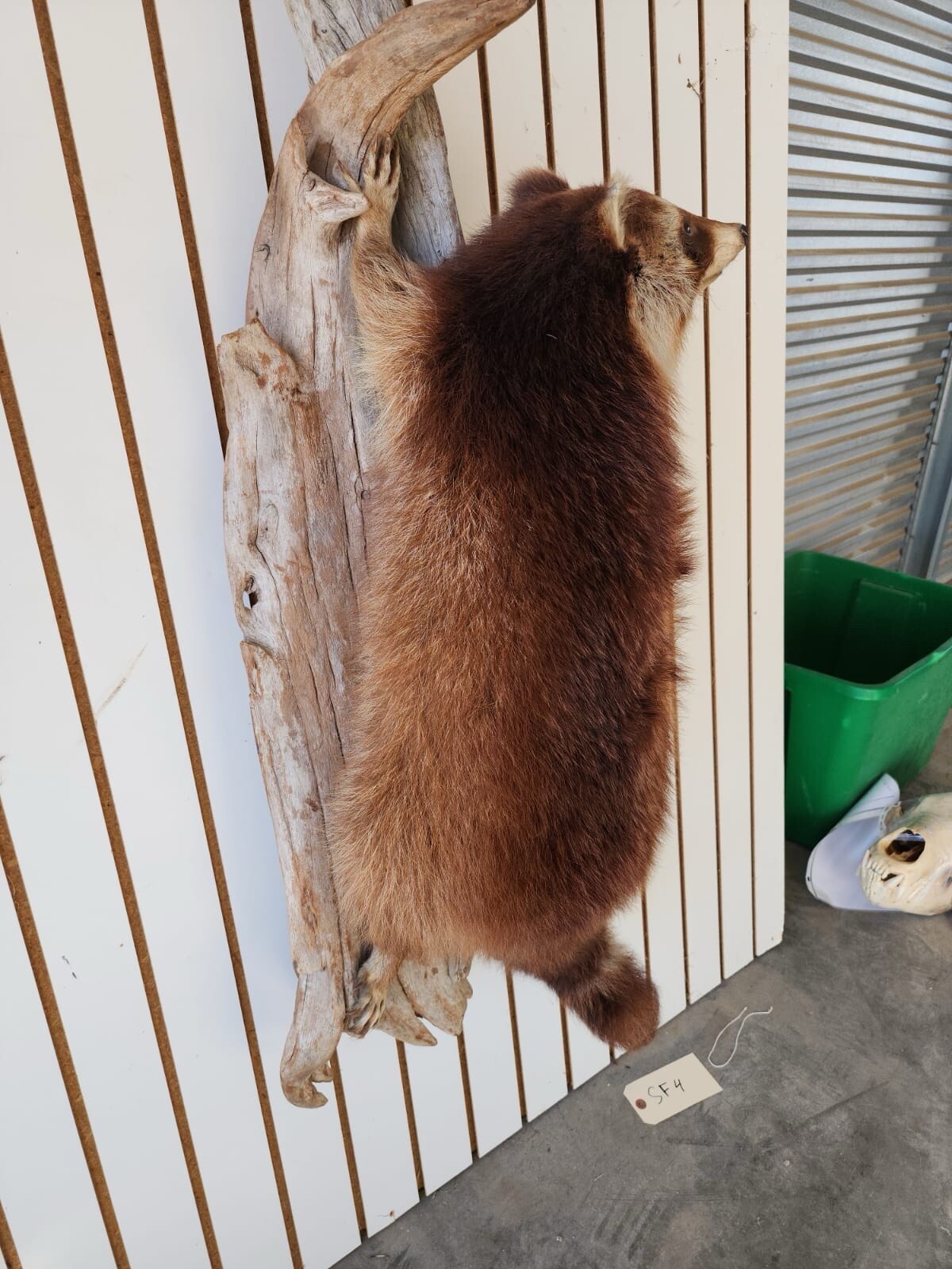 Big FAT Cinnamon Phase Raccoon Full Body Taxidermy Mount