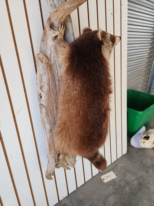 Big FAT Cinnamon Phase Raccoon Full Body Taxidermy Mount