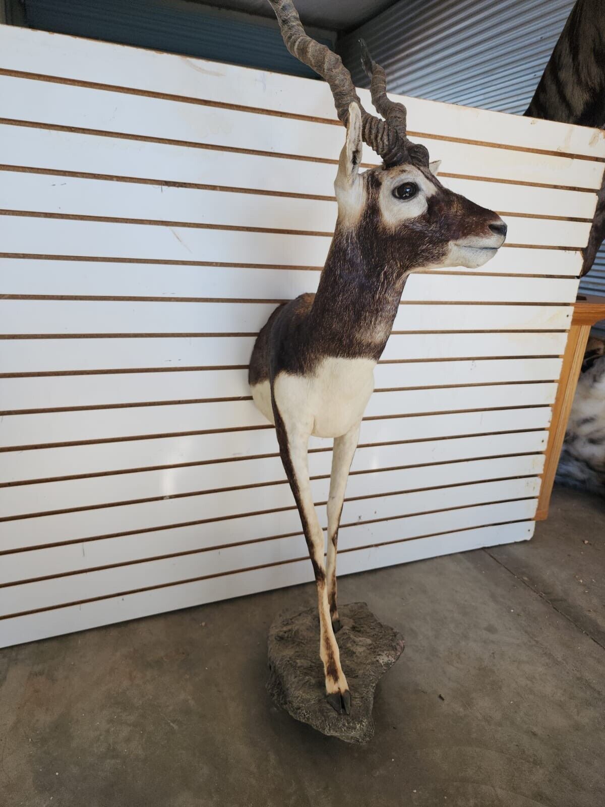 Indian Black Buck Half Body Taxidermy Mount