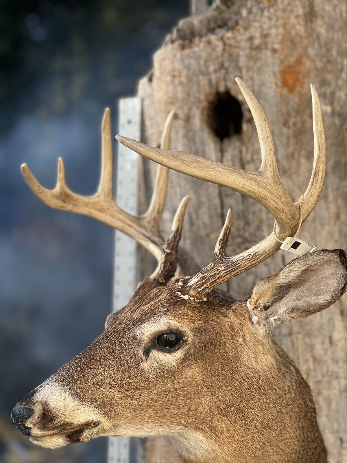 Shoulder Mount   White Tail Deer Real  Antler  Taxidermy Wall Mount