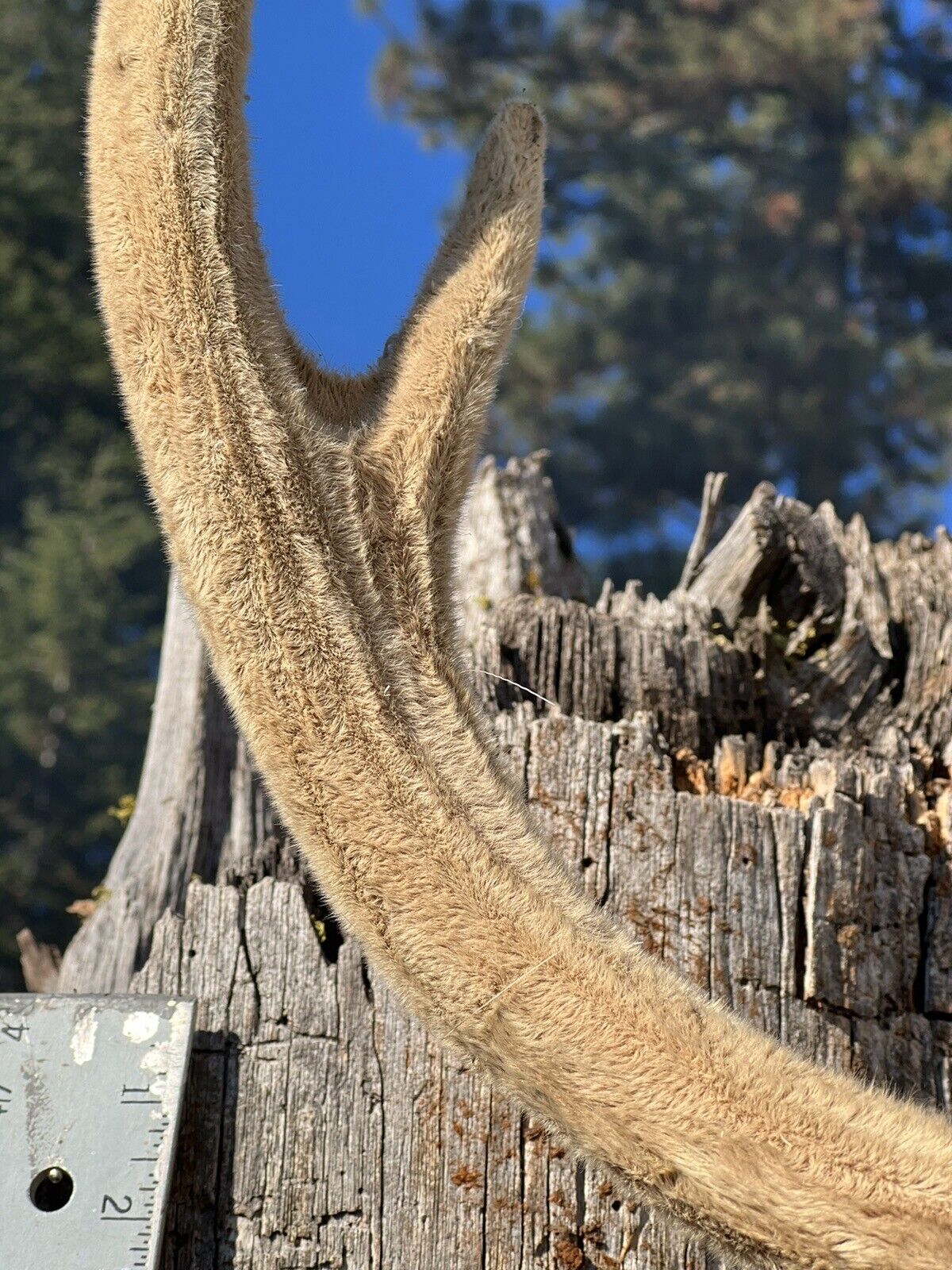 Axis Deer Real Velvet Antler  Taxidermy Wall Shoulder Mount