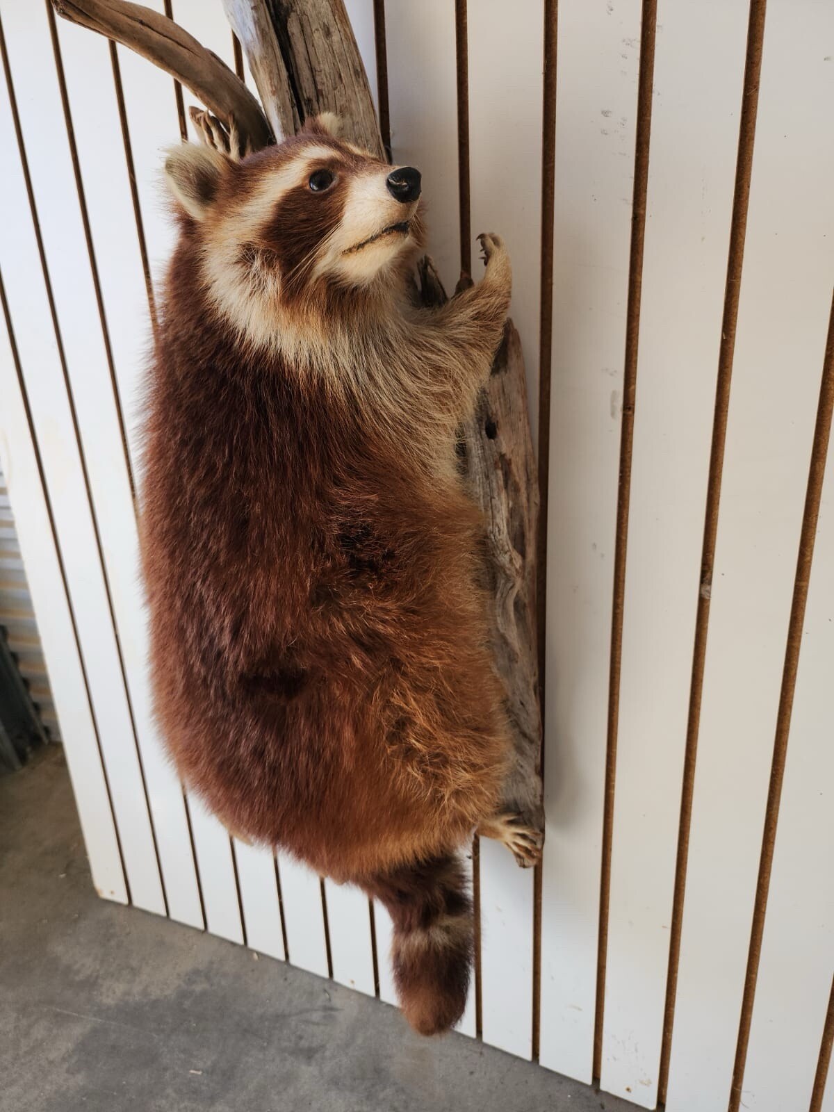 Big FAT Cinnamon Phase Raccoon Full Body Taxidermy Mount