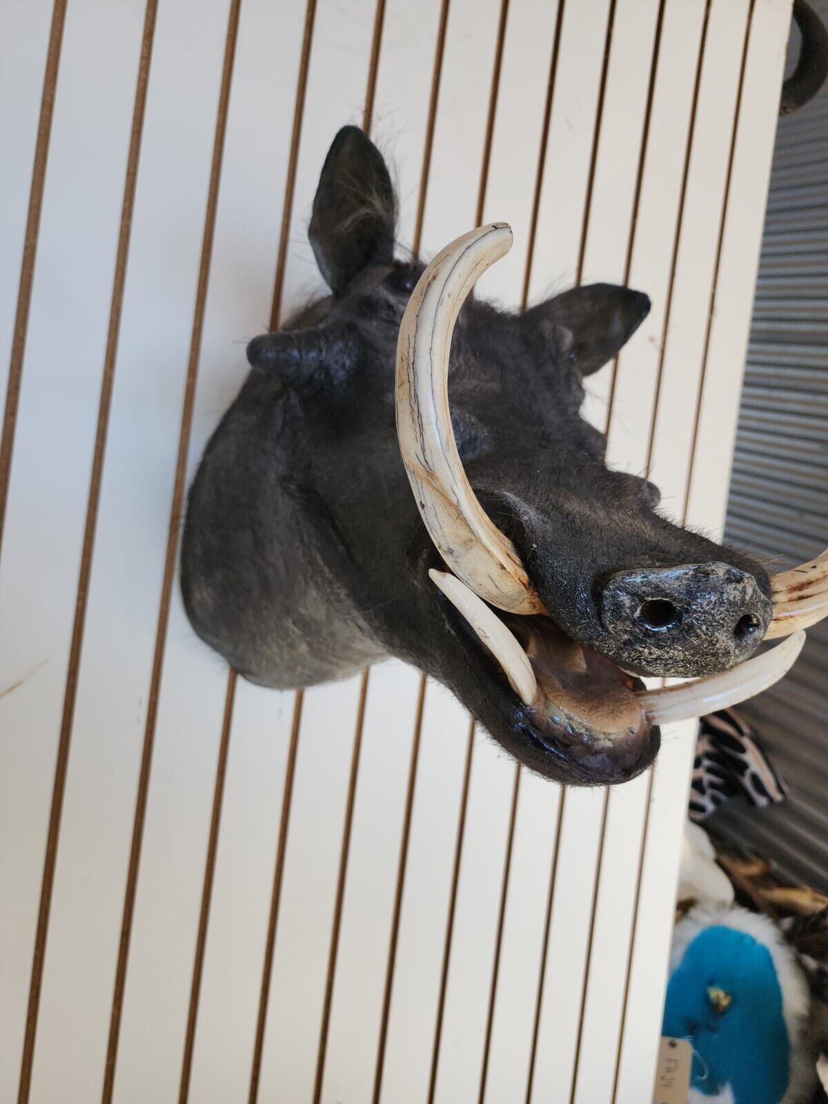 African Warthog Shoulder Taxidermy Mount