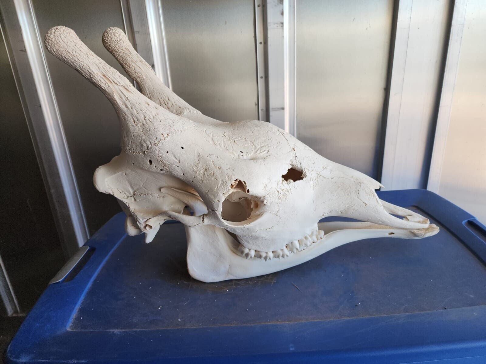 Real Giraffe Skull Male Giraffa camelopardalis - Full Upper and Lower Jaws